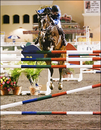 White Satin Hanoverian aka Turtle