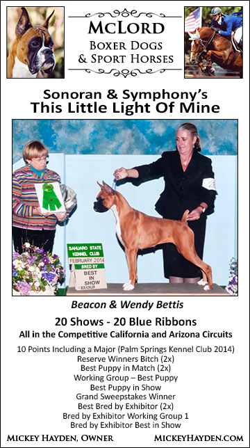 McLord's Gracious Way - Hannah, Boxer, Boxer Dog Breeder Orange County California