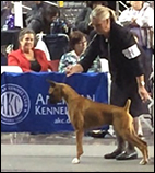 Wendy Bettis and Beacon, This Little Light of Mine, McLord Boxers ABC Champion