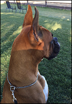 Wendy Bettis and Beacon, This Little Light of Mine, McLord Boxers ABC Champion