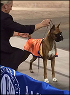 Wendy Bettis and Beacon, This Little Light of Mine, McLord Boxers ABC Champion